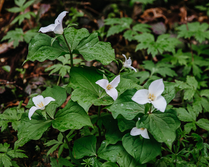 Tryon Creek State Natural Area | The Official Guide to Portland