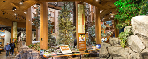 people peruse the large displays of trees and rocks inside the World Forestry Center