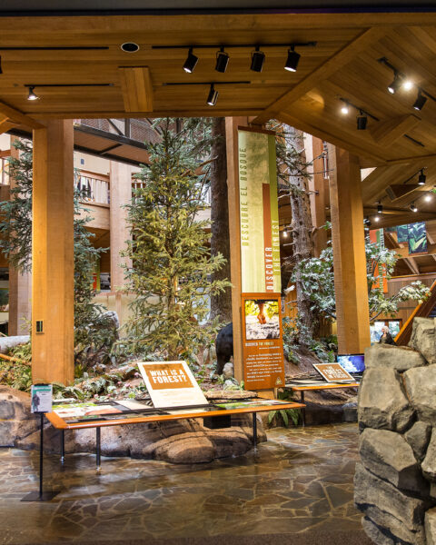 people peruse the large displays of trees and rocks inside the World Forestry Center